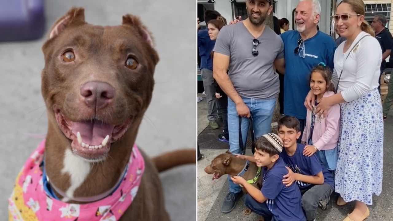 Perrita perdida se reencuentra con su familia en evento de adopción