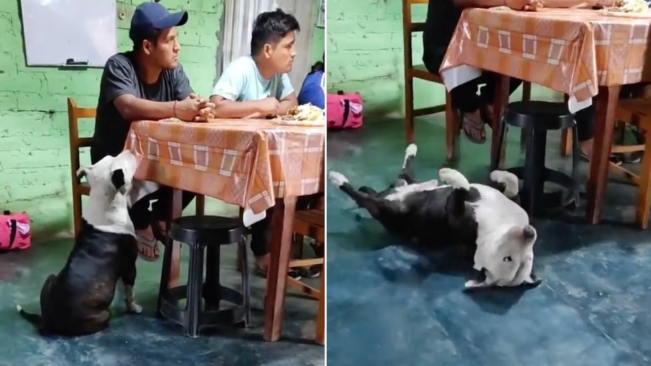 Perro finge desmayo para conseguir comida