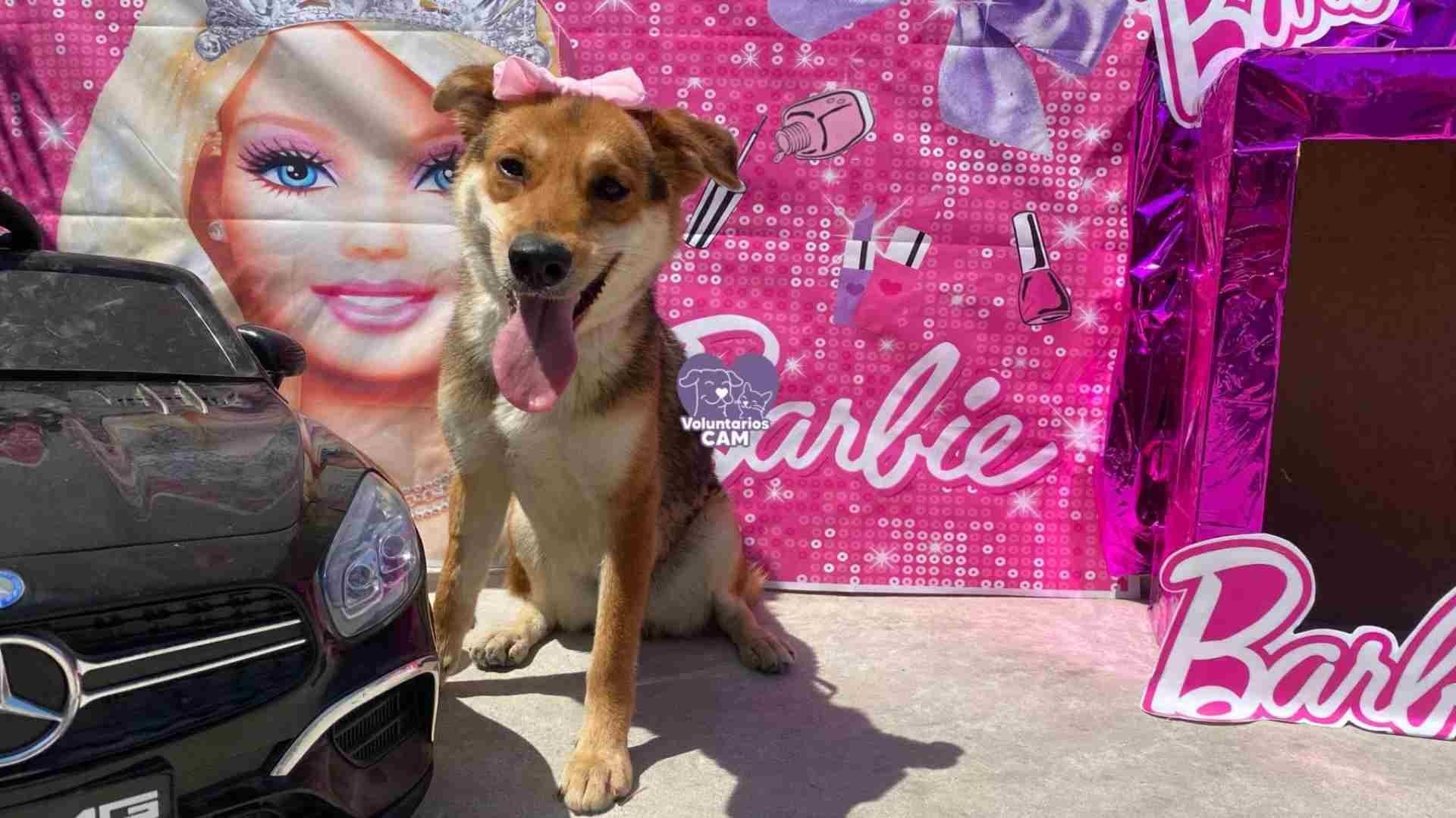 Perros protagonizan sesión de fotos de Barbie para promover adopción