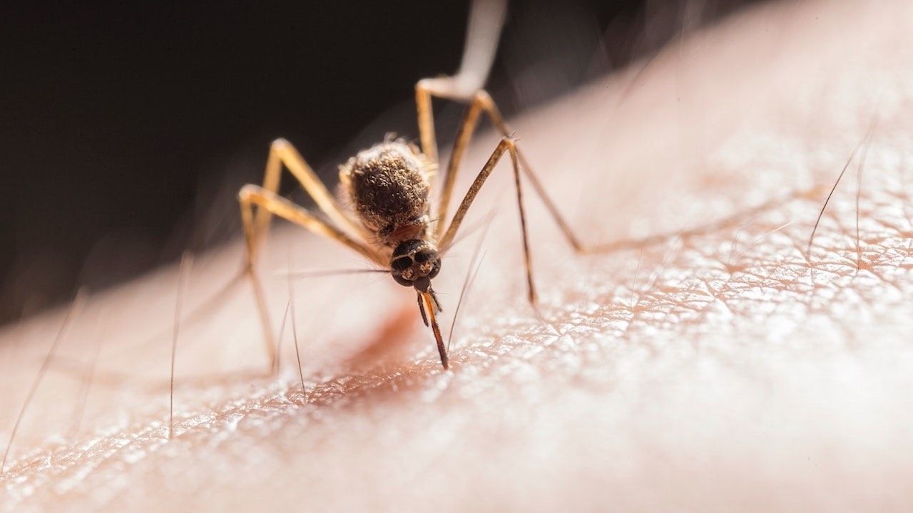 Descubren Bacteria que Impide Transmisión de Malaria por Parte de Mosquitos