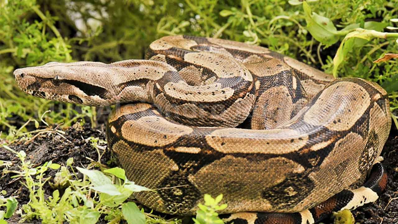 Mazacuata de 4 Metros de Largo se Quedará en la Laguna Lagartos