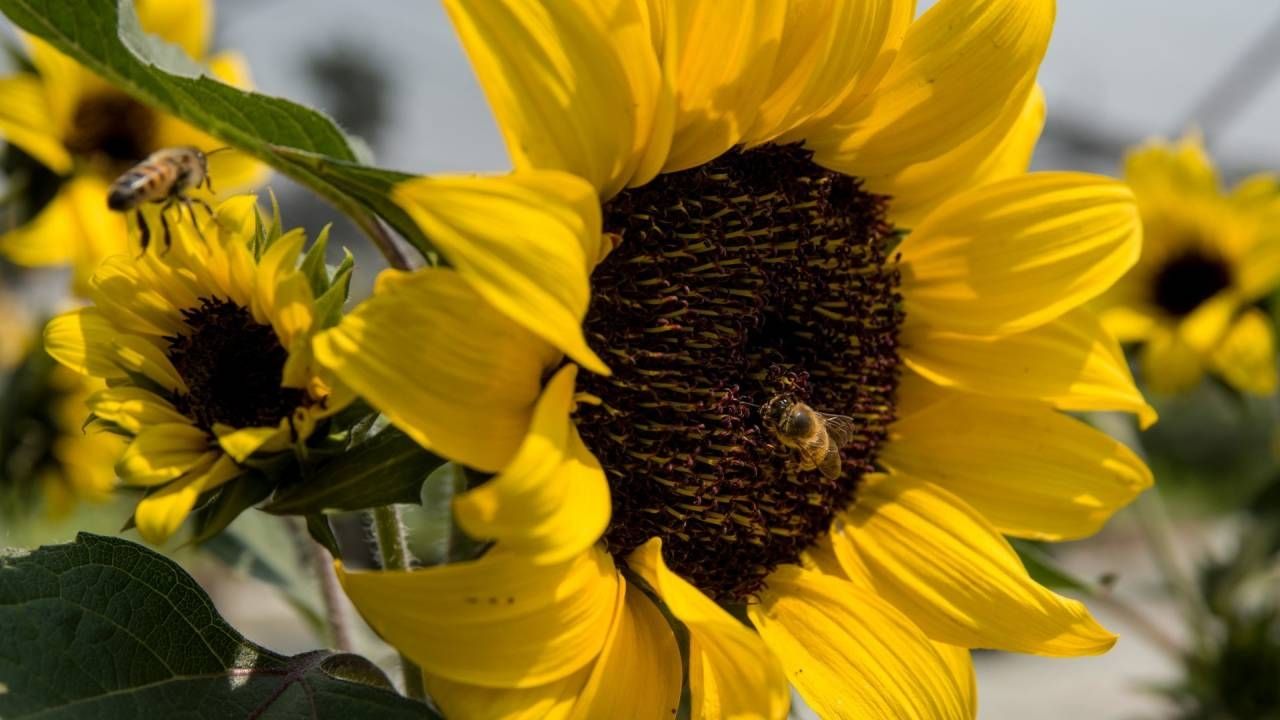 Las flores amarillas se dan en septiembre a tu crush o pareja