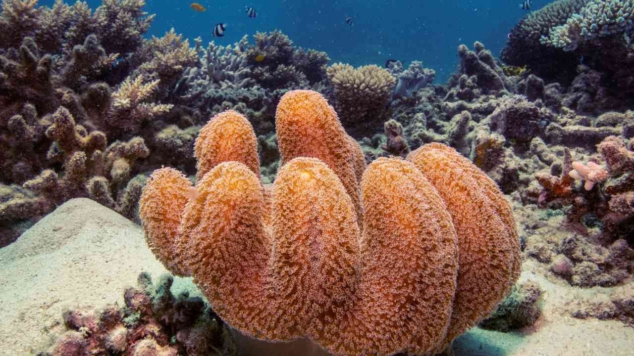 'El Niño' Amenaza la Gran Barrera de Coral en Australia