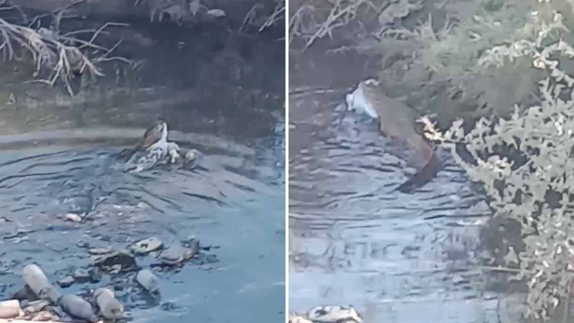 Lagarto buscado en Mexicali es visto detrás de plaza comercial