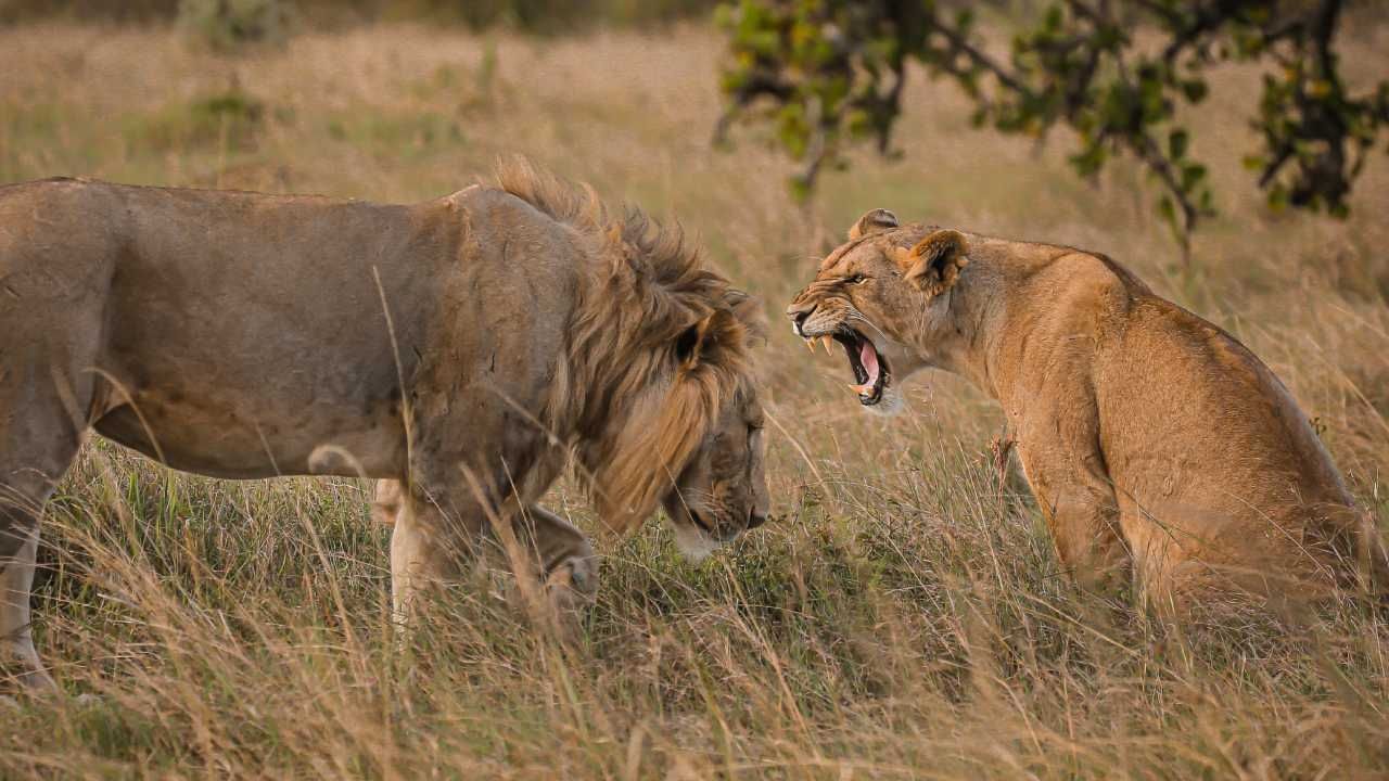 Leones Africanos a Un Paso de la Extinción