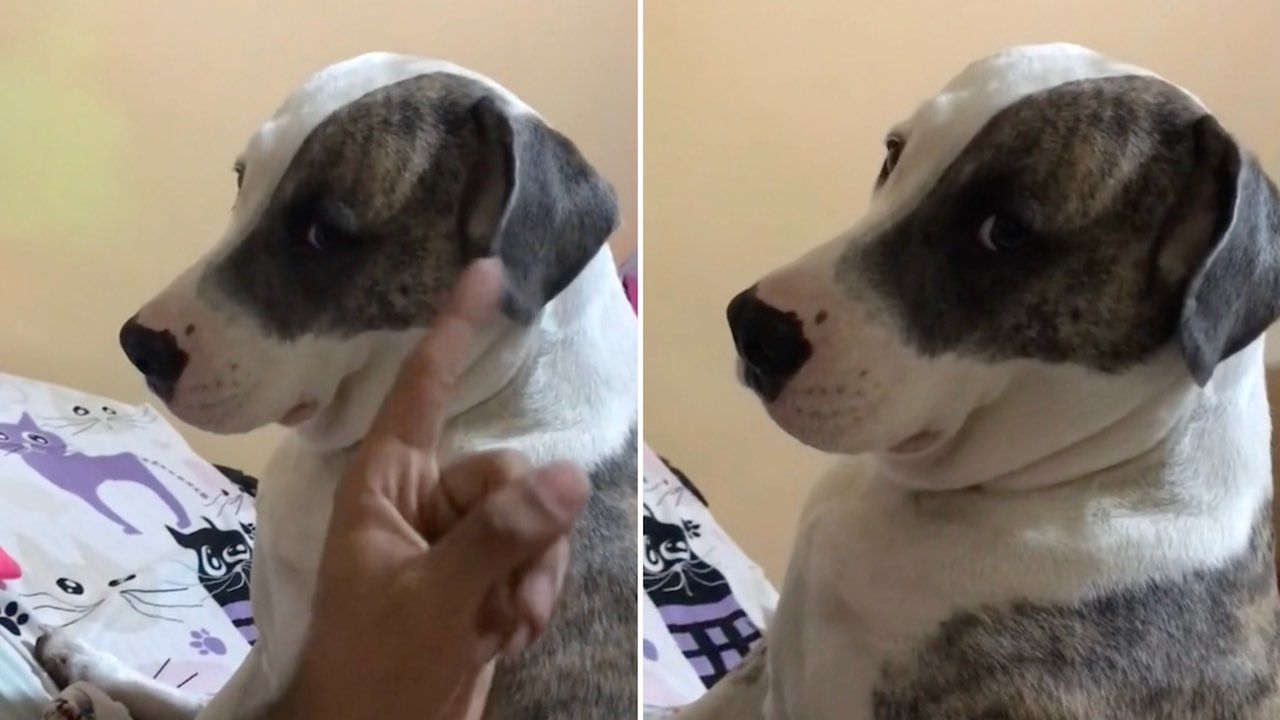 Regañan a perrita por quedarse embarazada en video viral