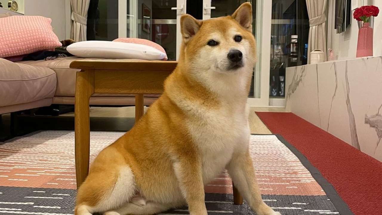 Cómo se llama Cheems, el perro de los memes virales