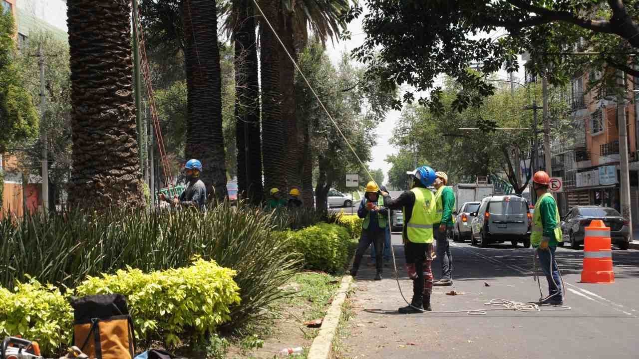 Las palmeras de la colonia Narvarte en CDMX han sido afectadas por el picudo rojo; una plaga mundial