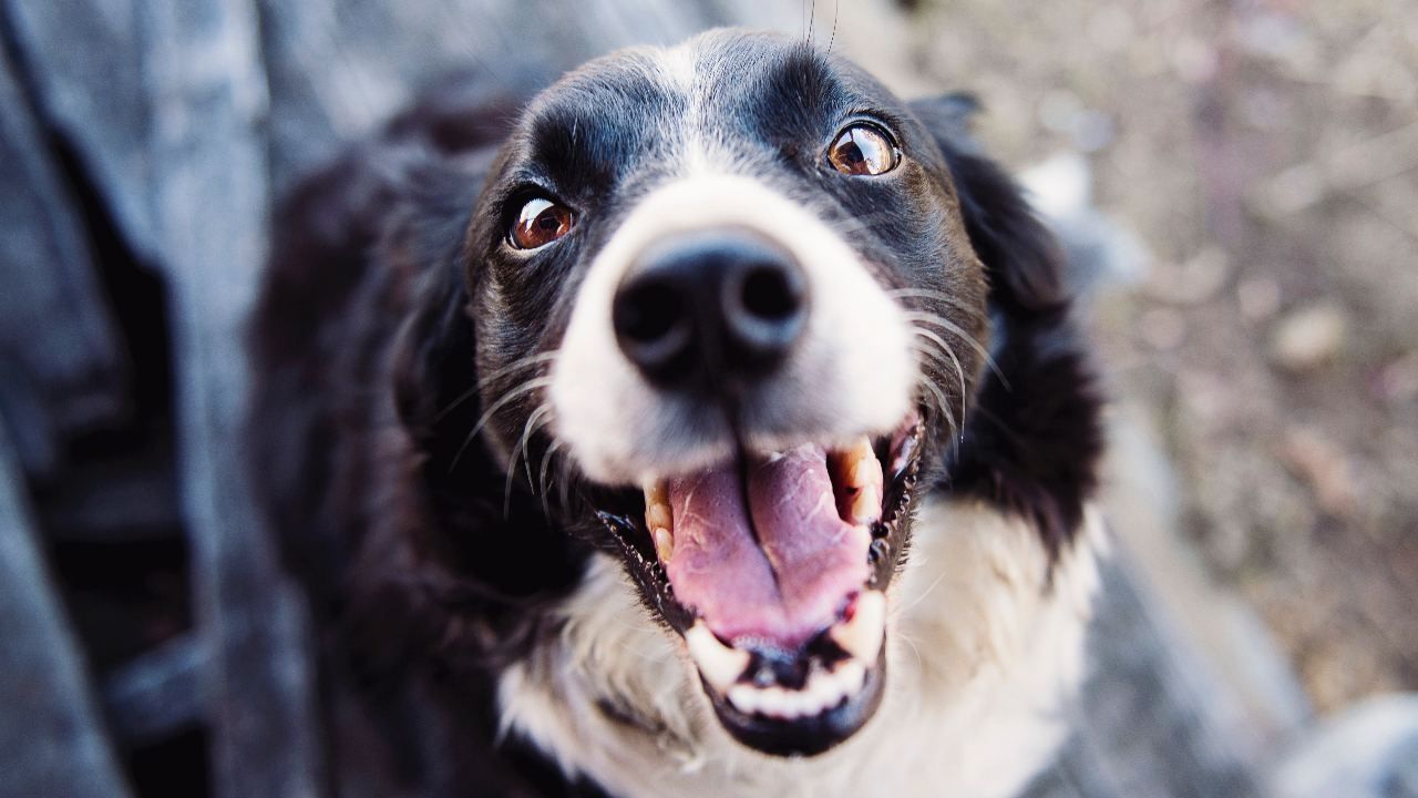 Ruac Es El Curp Para Mascotas Así Puedes Registrarlas N 9814