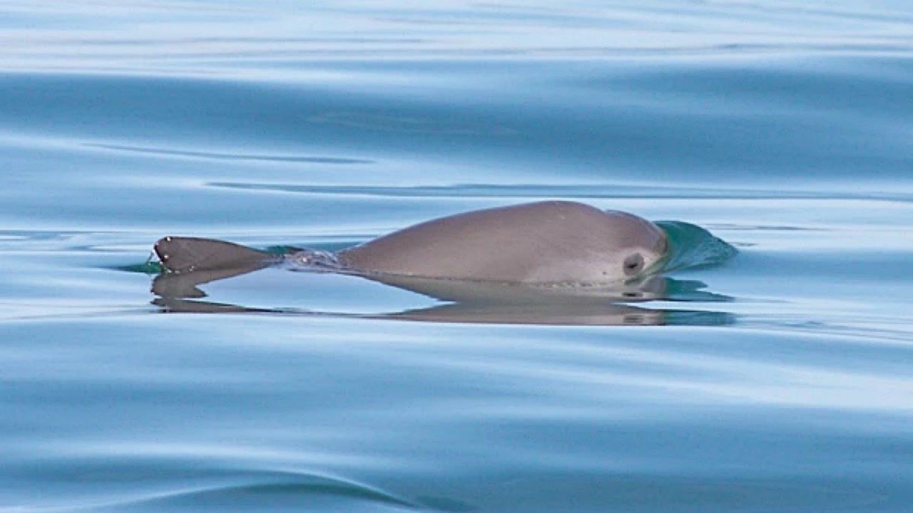 Llaman a unir esfuerzos para salvar a la vaquita marina, ante alerta de riesgo de extinción