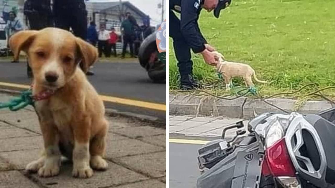 Perrita Resguarda el Cuerpo de su Dueña tras ser Atropellada en Guatemala