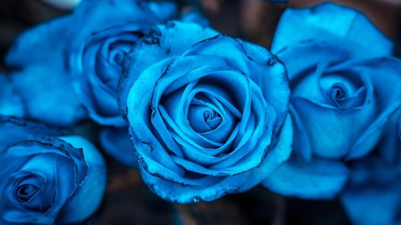 La fecha para regalar flores azules se aproxima en México