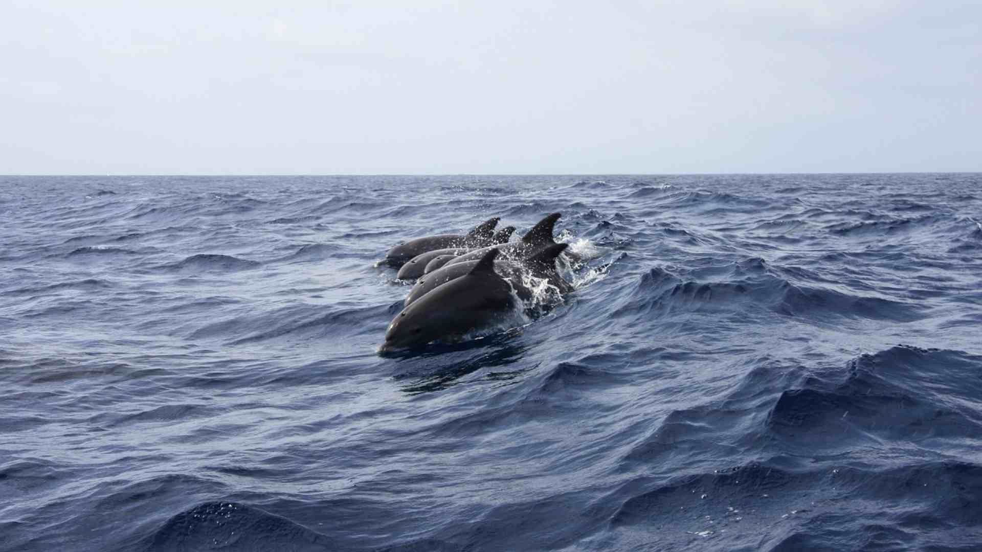 Delfines en el Océnano