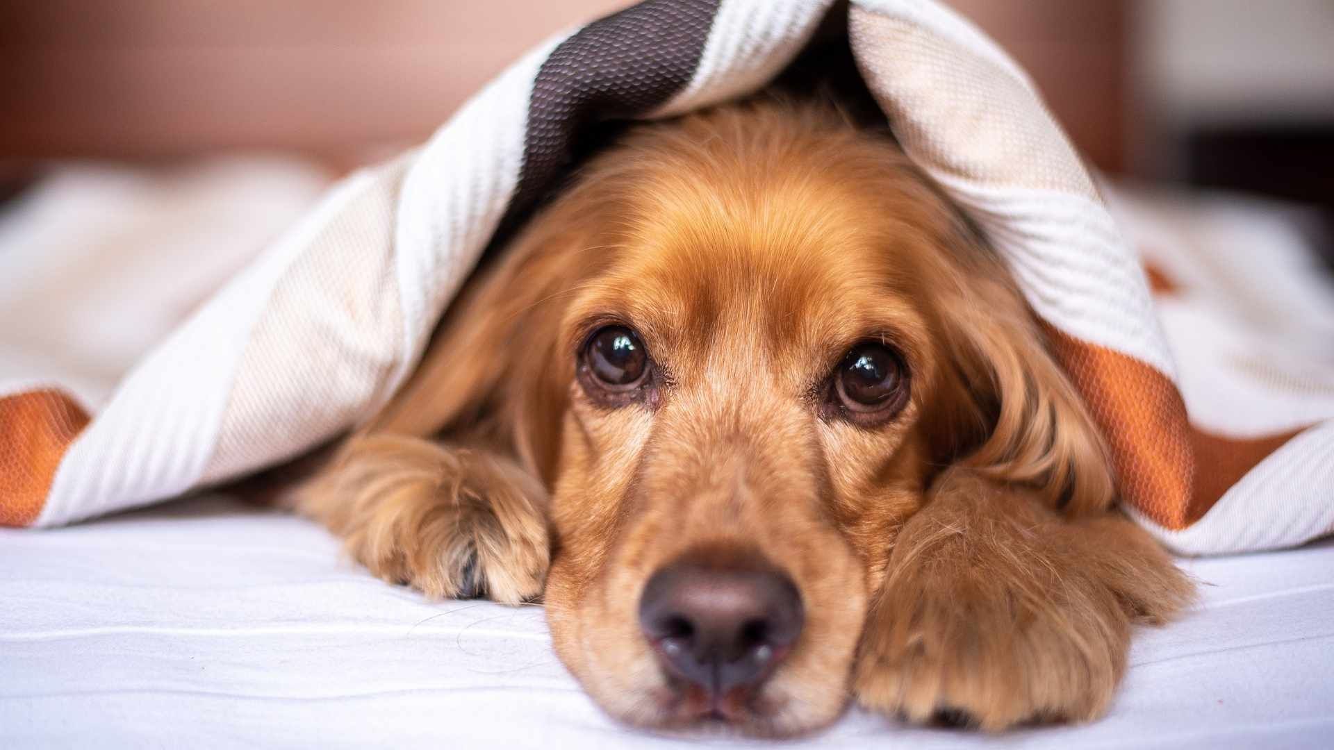 Juez Permite a Preso Despedirse de su Perrito que Iba a Morir