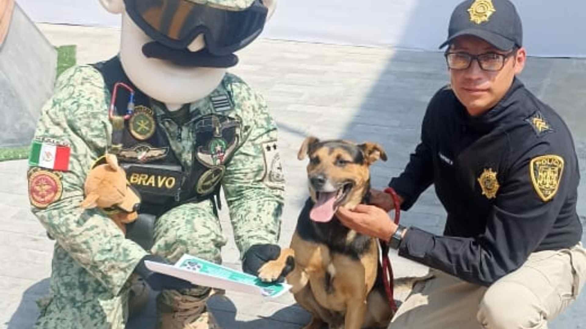 Perrito Callejero Se Coló a Desfile Militar y Ahora es Cadete 