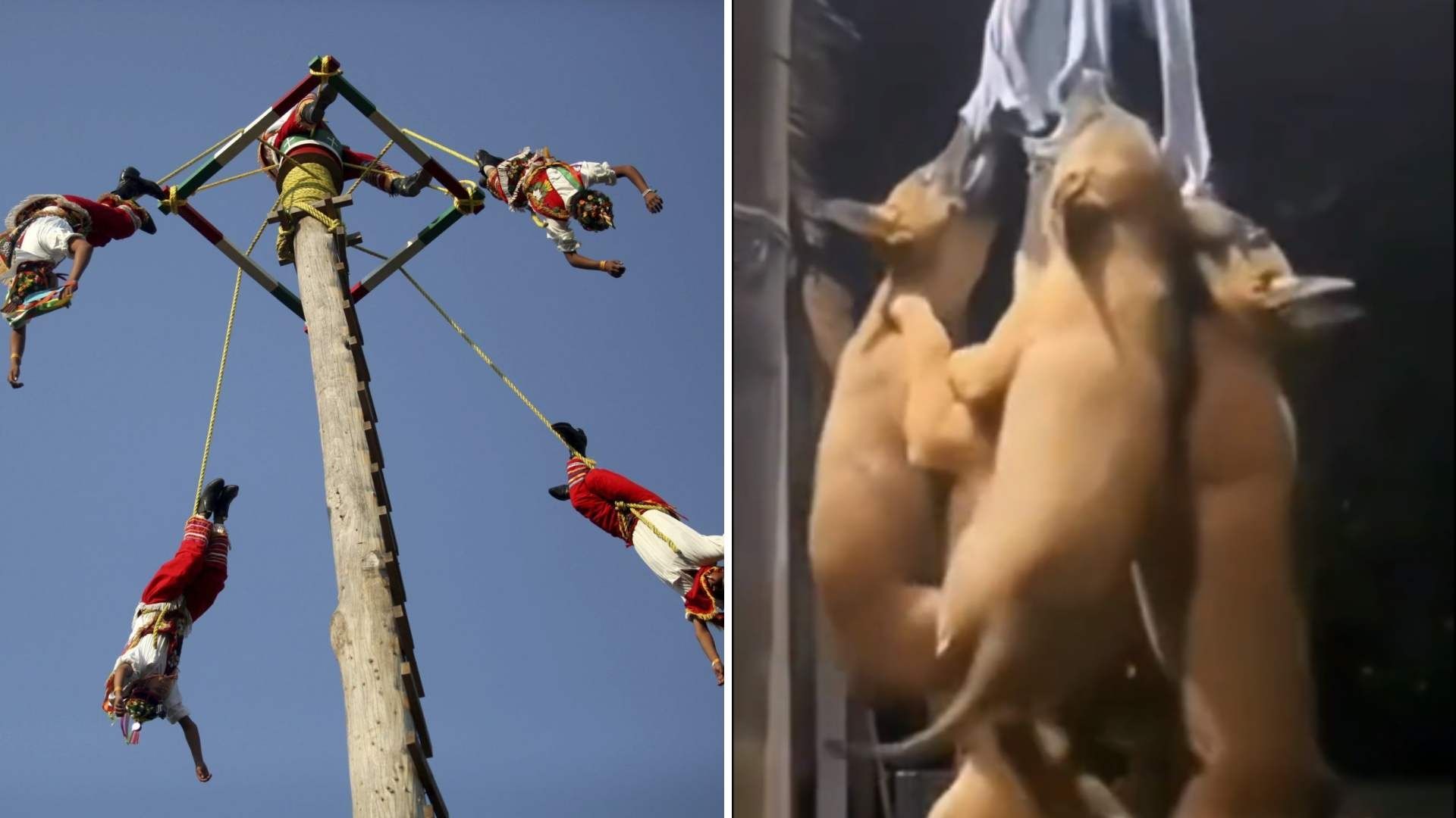 Captan a Perritos Voladores de Papantla 