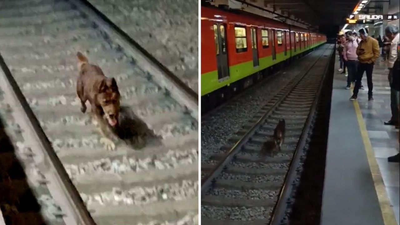 Perro caminando en las vías de la Línea 12 del Metro CDMX