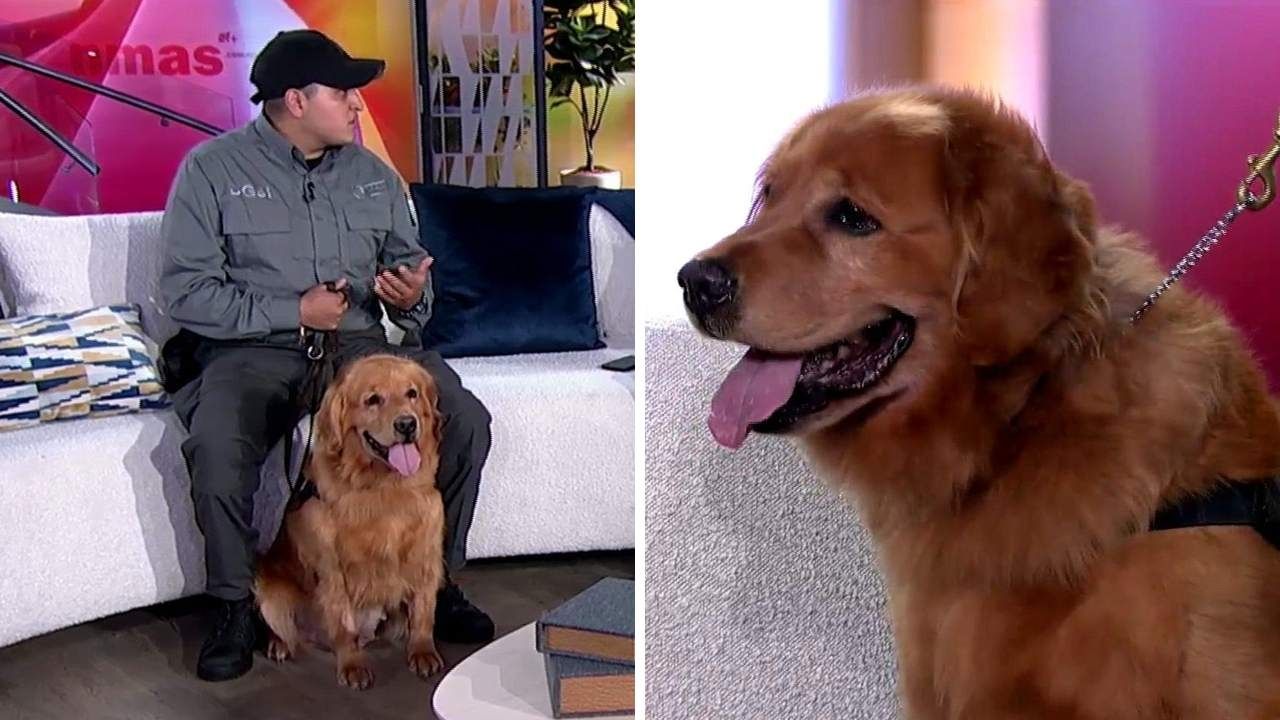 Gerardo Sinuhé Aguilar, instructor de Samantha, de la Unidad Canina de la FGR, dijo que las técnicas para detectar narcóticos han cambiado