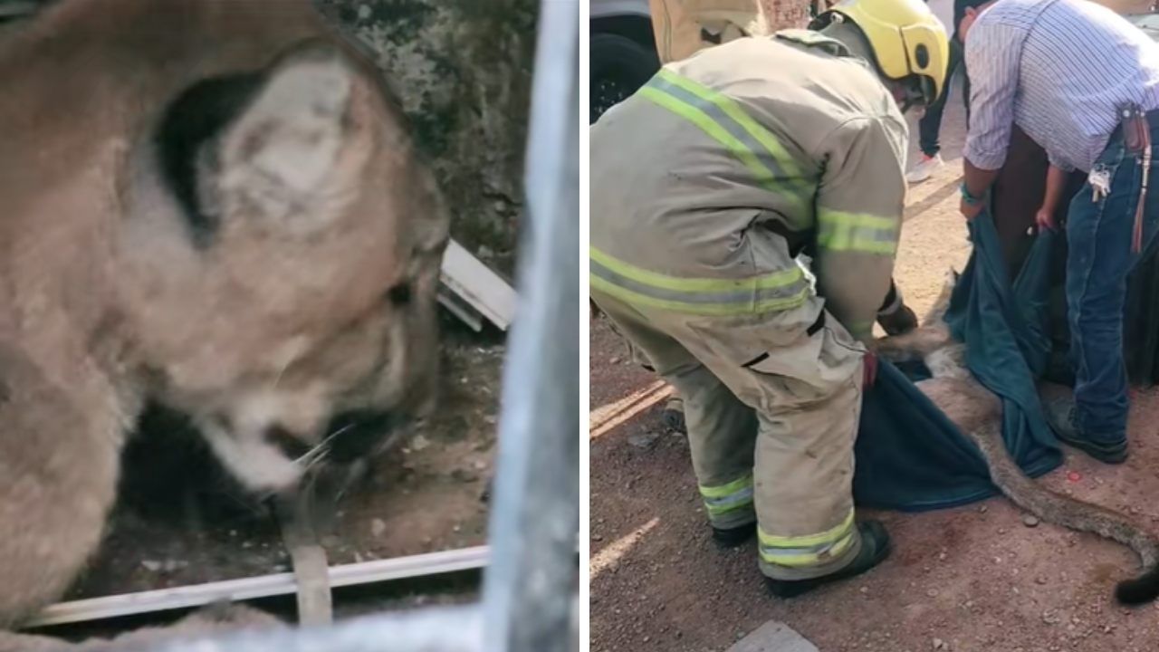 Encuentran a Un Puma en una Bodega en Tulancingo, Hidalgo