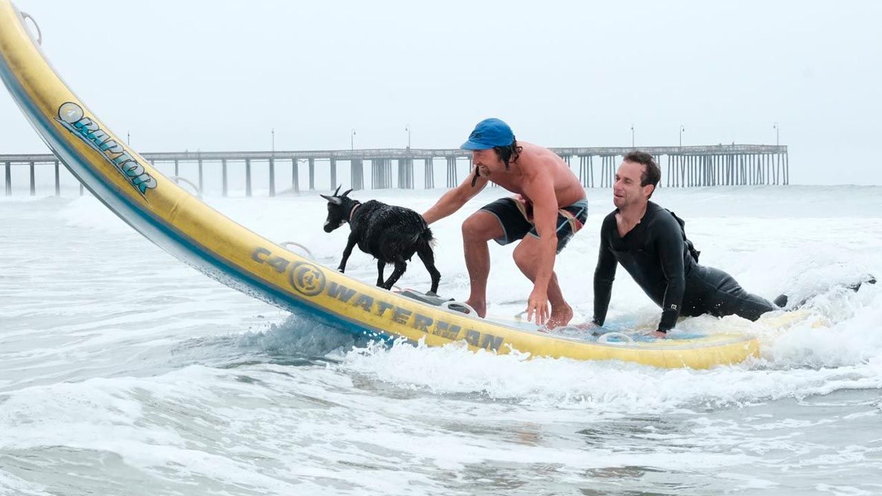 Instructor Enseña a Surfear ¡Con Ayuda de Cabras!