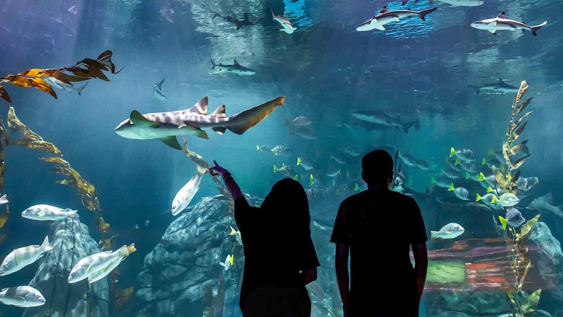 Acuario en Parque Tepeyac: Horario y Costo de Boletos