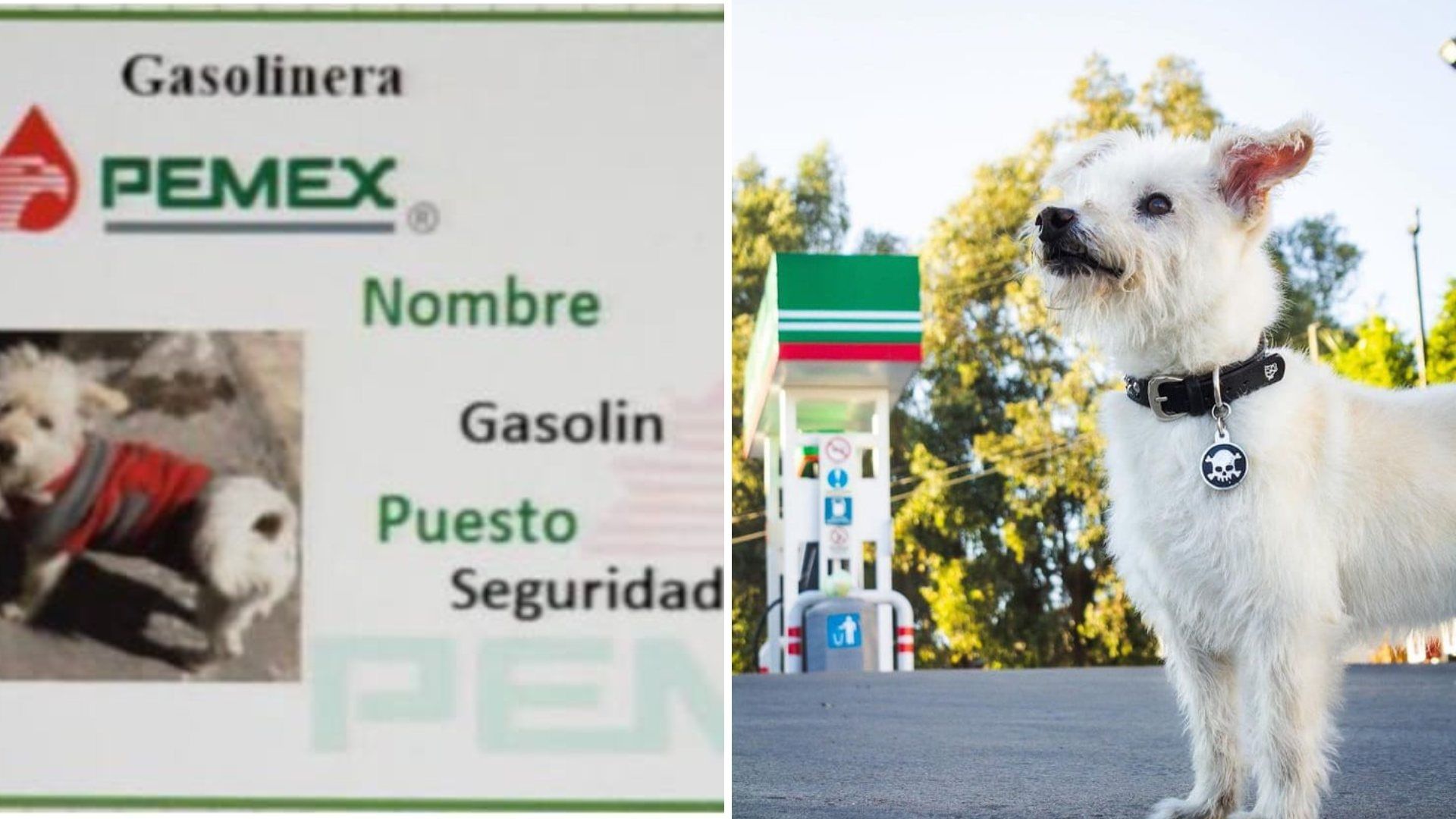 Gasolin: Muere Envenenado Perrito Vigilante de Gasolinera