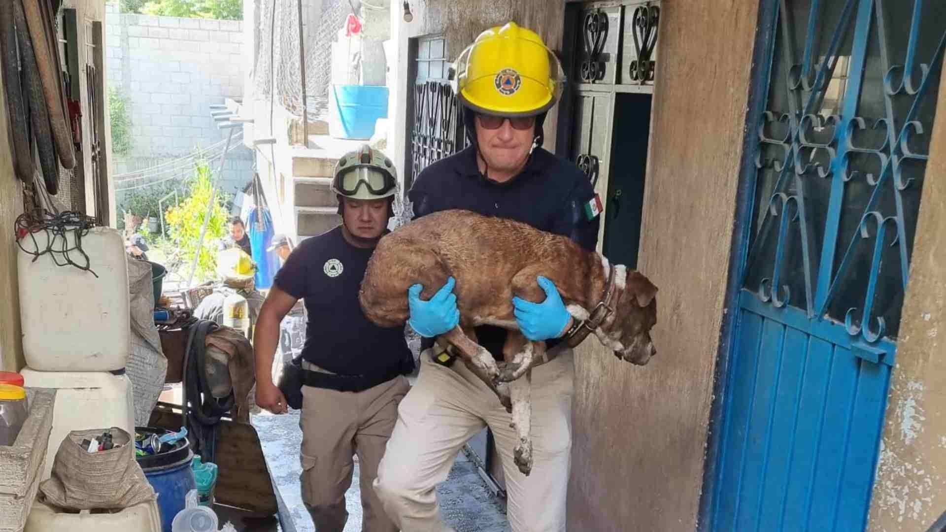 Bomberos rescataron a un peludito que se encontraba en un incendio.