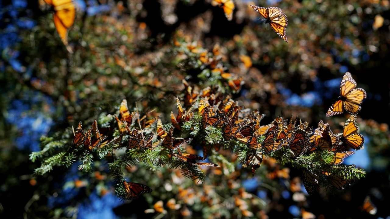 ¿Cuándo Llega la Mariposa Monarca a Michoacán en 2023?