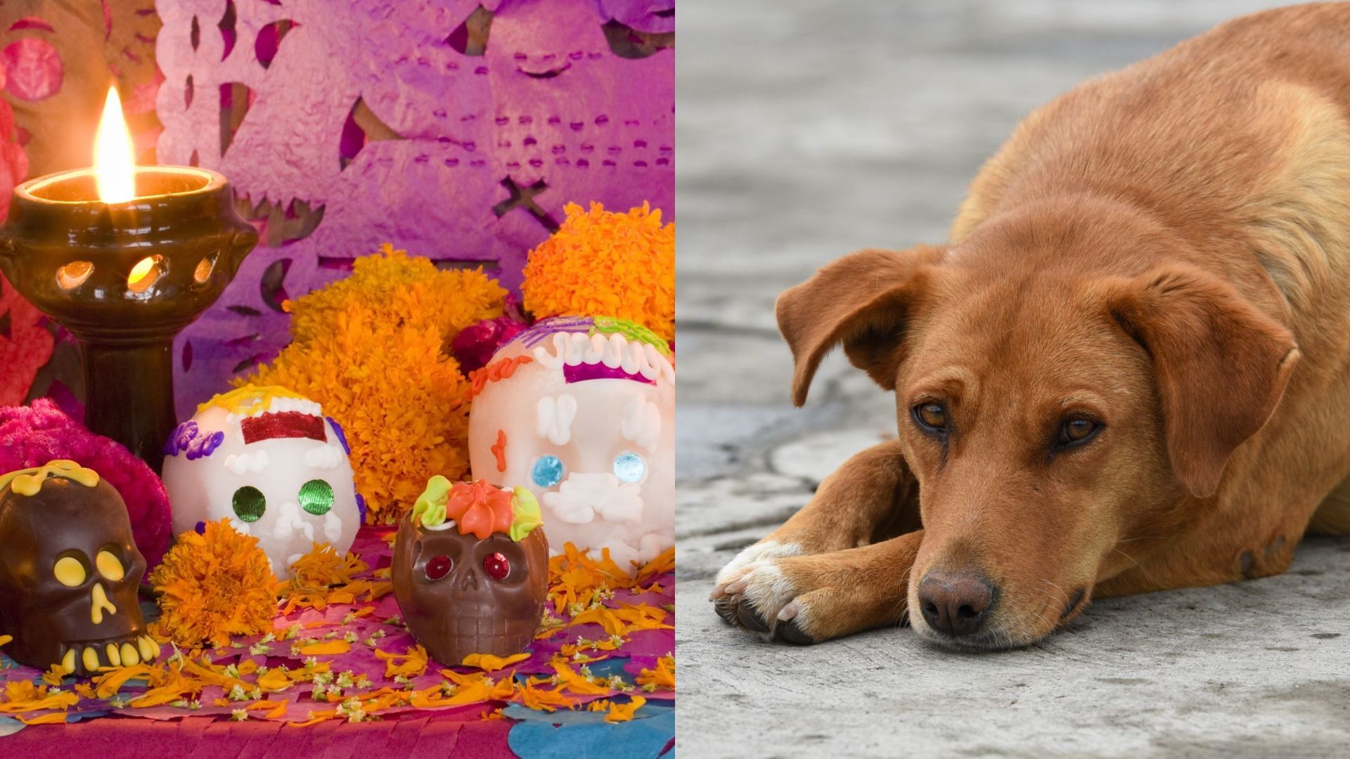 La ofrenda para las mascotas fallecidas se pone días antes del Día de Muertos 2023