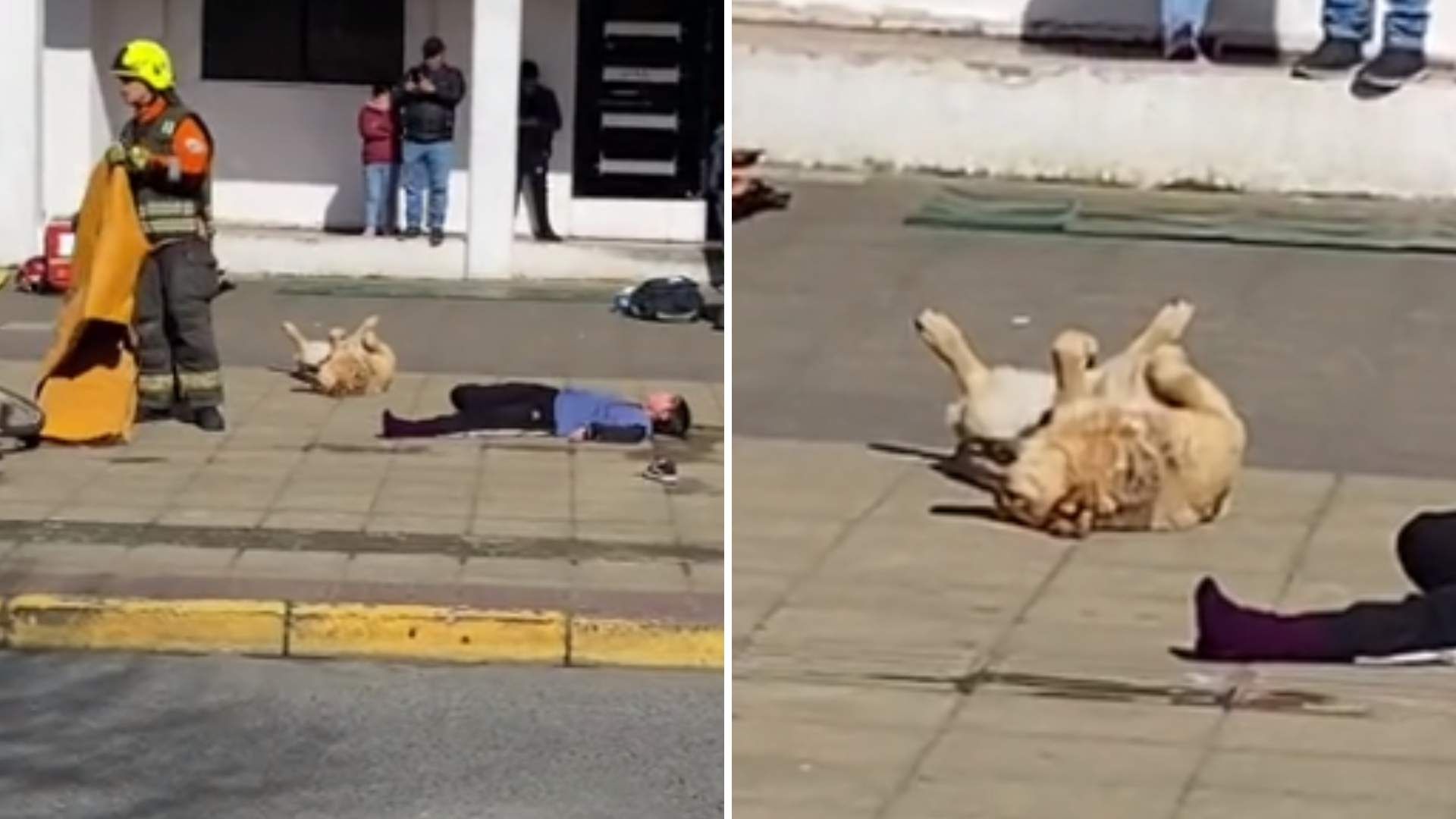 Video Perrito en Simulacro en Chile