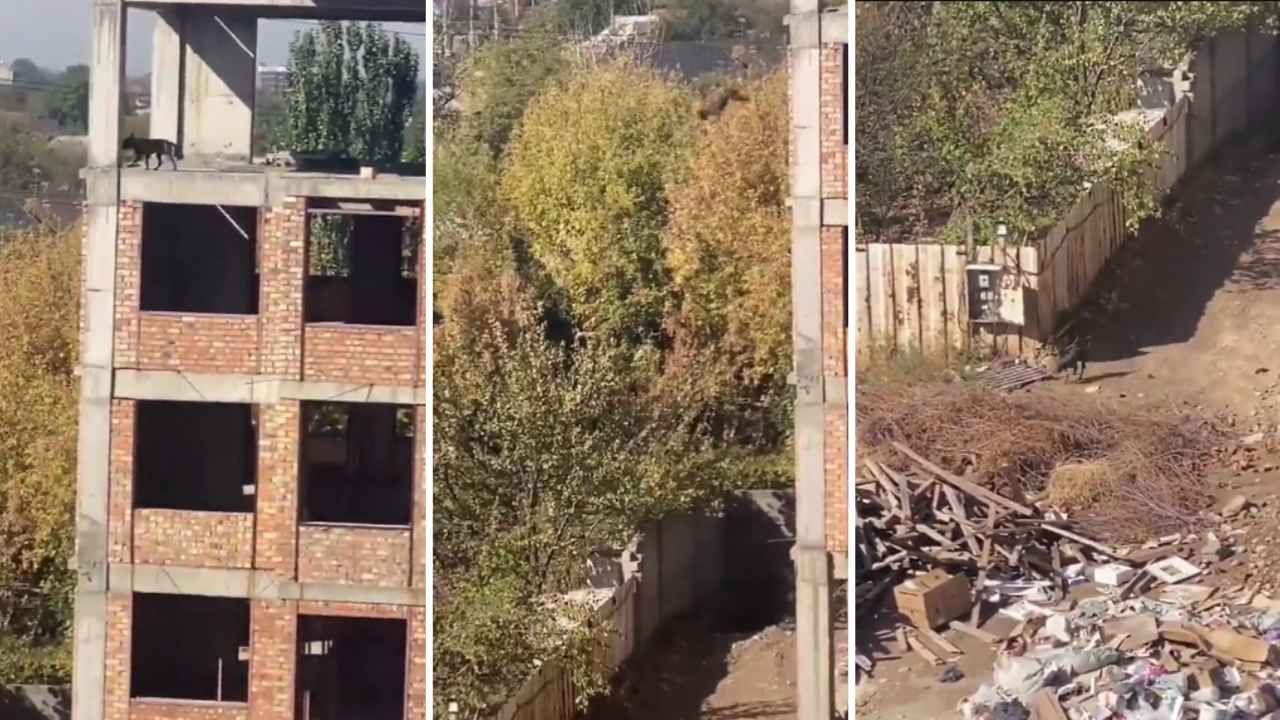 El perro volador o Súperperro se hizo viral luego de que saltara de un edificio y se levantara como si nada