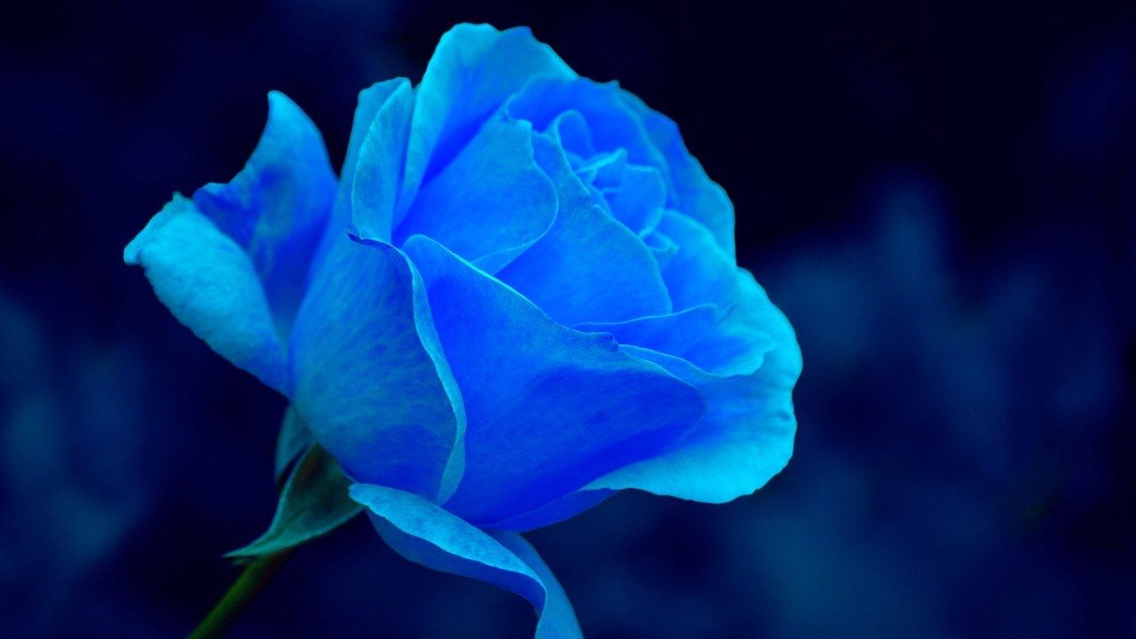 El 3 de octubre se celebra en México el Día del Novio, una fecha para regalar flores azules a tu pareja