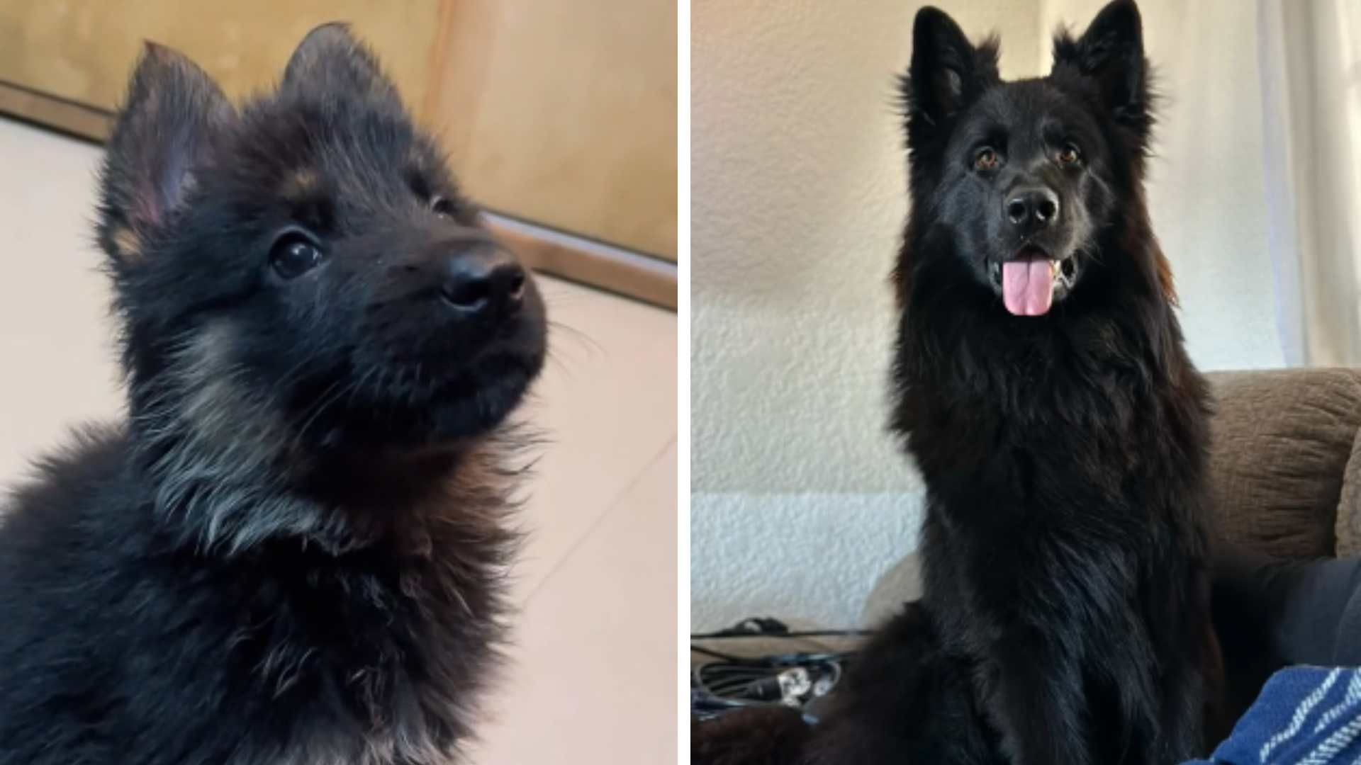 Rocky, Pastor Alemán Negro es Aclamado como el Perro Más Bello en TikTok