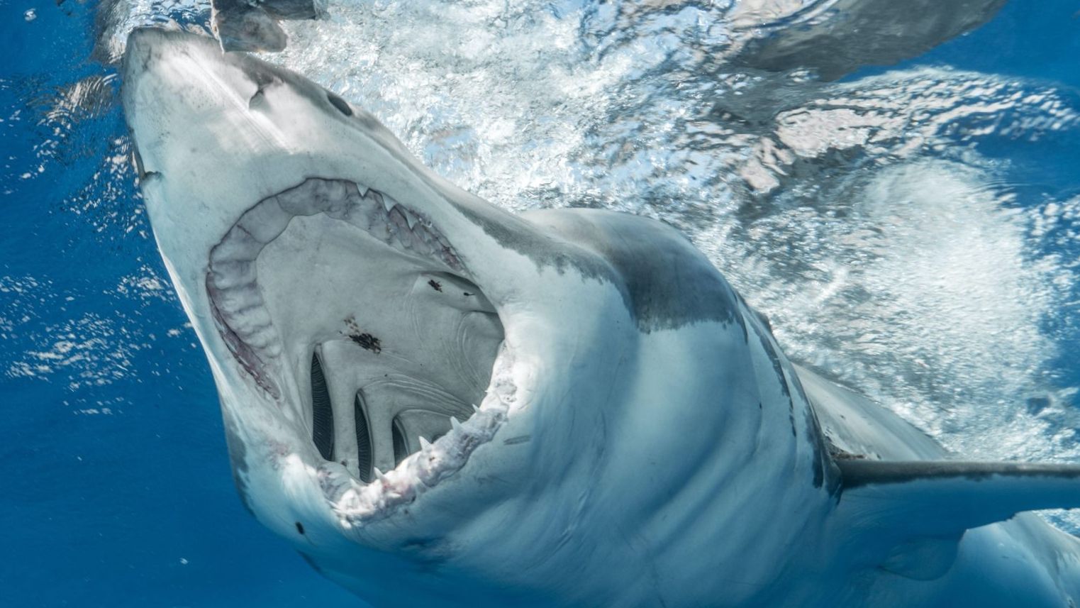 Tiburón mata a surfista en Australia