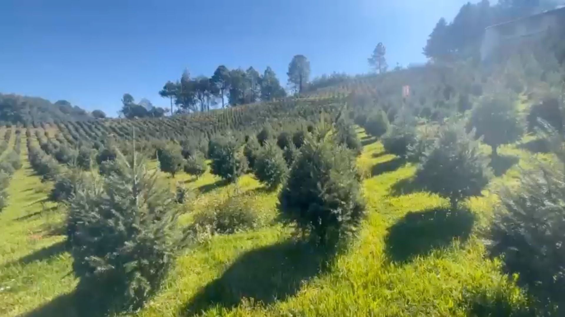 Los ranchos silvícolas de la región se han preparado todo el año para esta temporada.