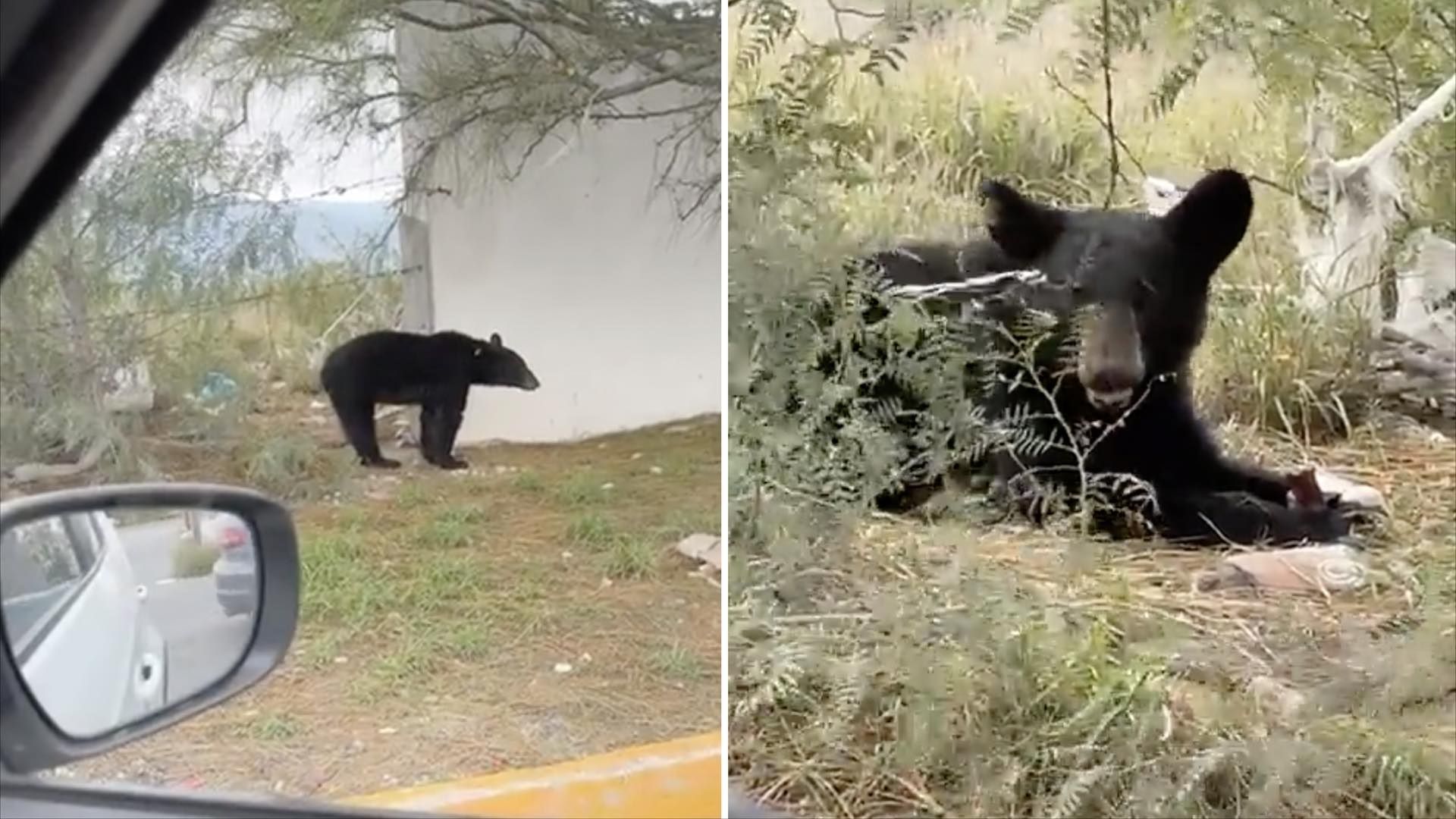 Captan oso negro junto a oxxo en Arteaga, Coahuila