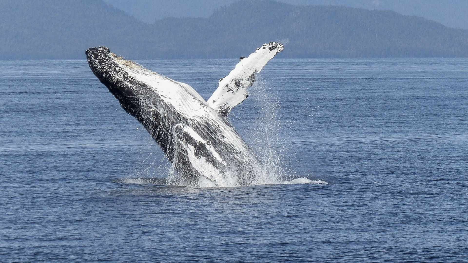 Imagen de una ballena jorobada