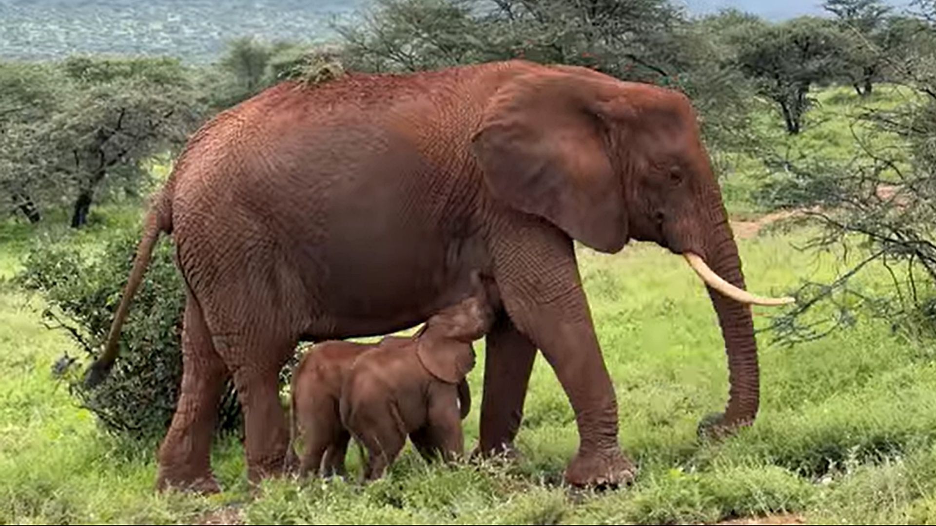 Nacen elefantes gemelos en reserva de Kenia 