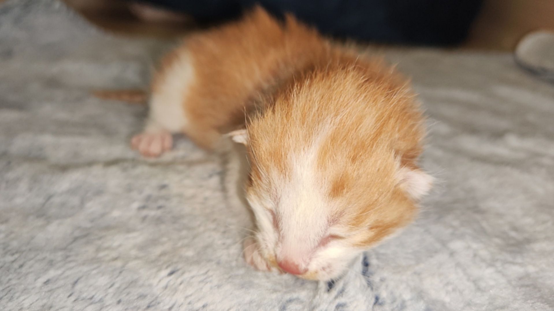 China clona con éxito gatito con insumos y equipo chino