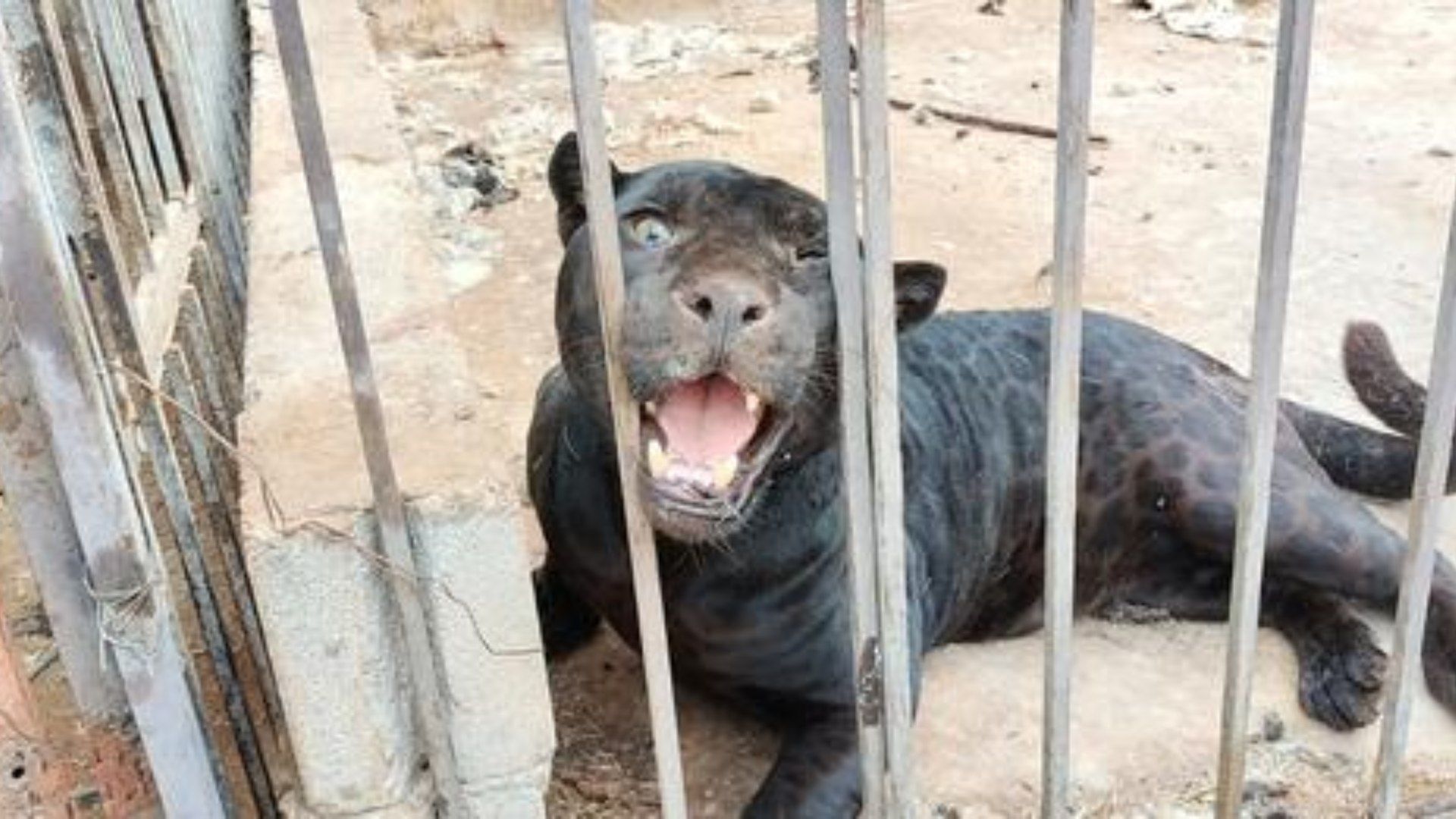 Aseguran a Jaguar que Arrancó Brazo a Niña en Rancho "El Toro" Chihuahua 