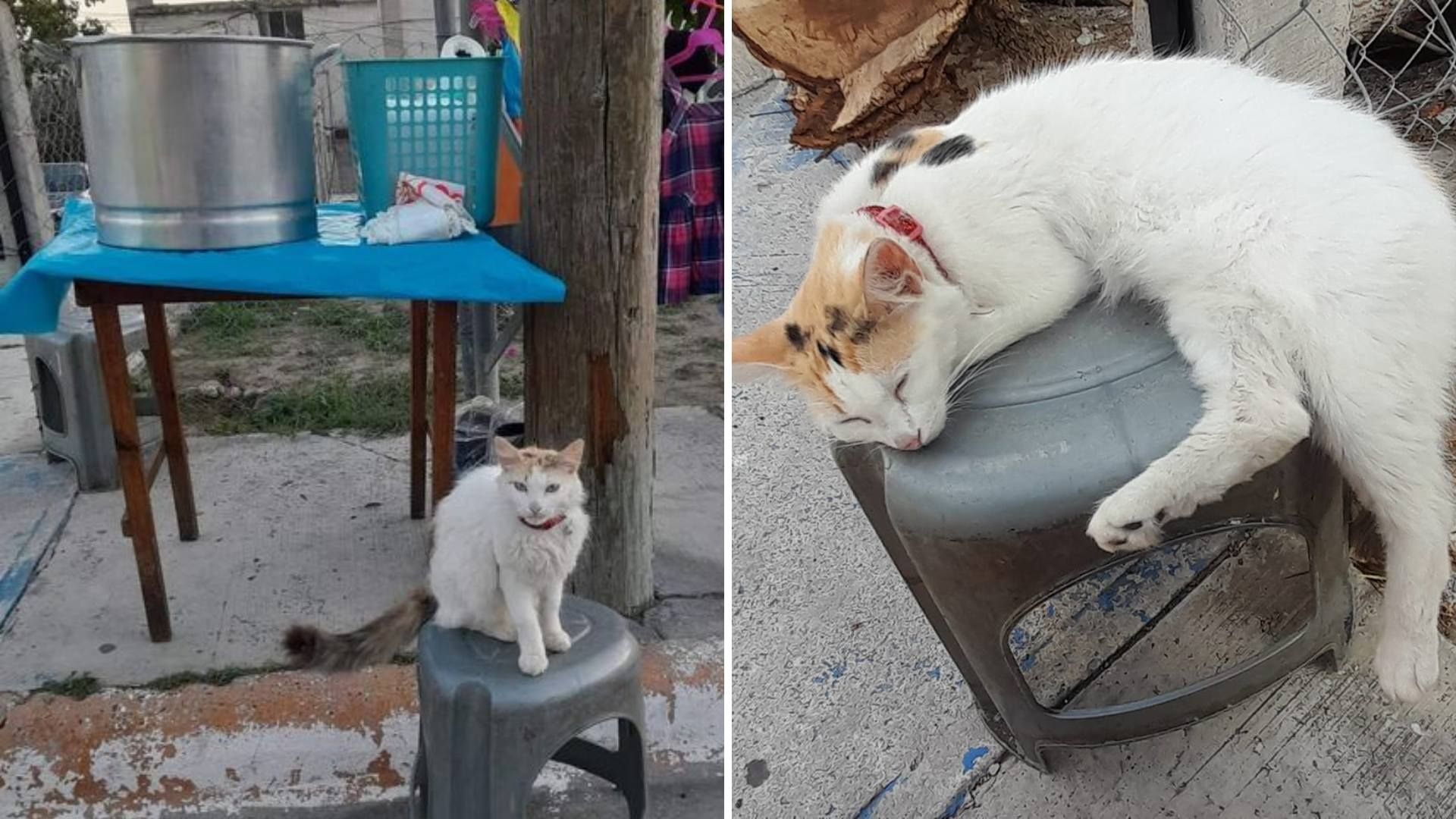 Michitamalitos: Muere Gatita que Salía a Vender Con su Dueña en Tampico 