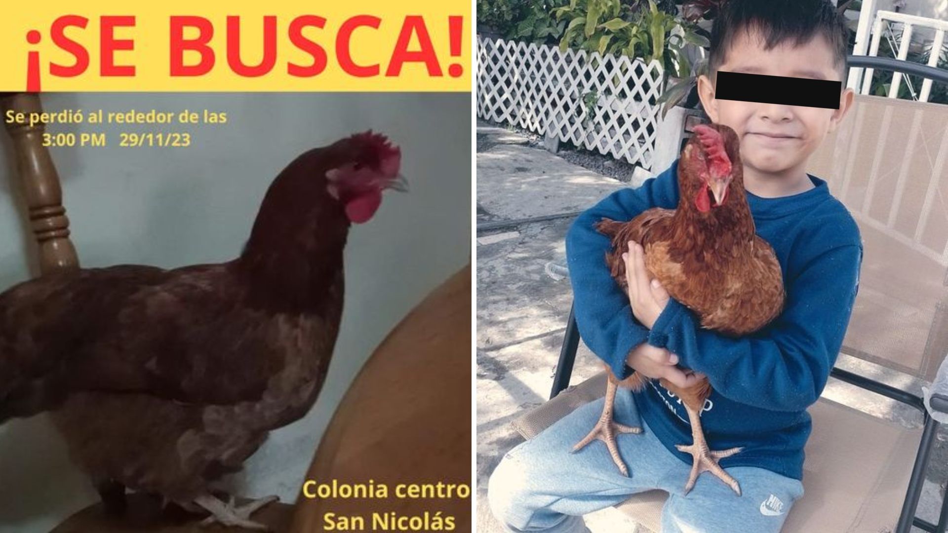 ¡No la Hicieron Caldo! Niño Localiza a Su Gallina Mascota en Nuevo León 