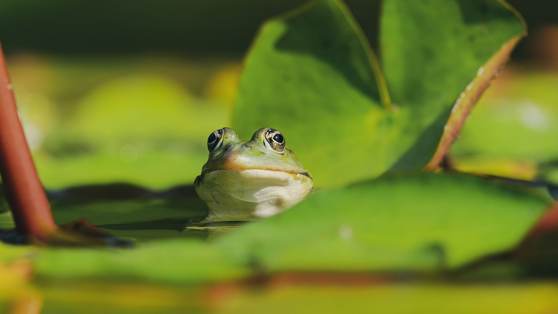 Descubren nueva especie de rana en Perú