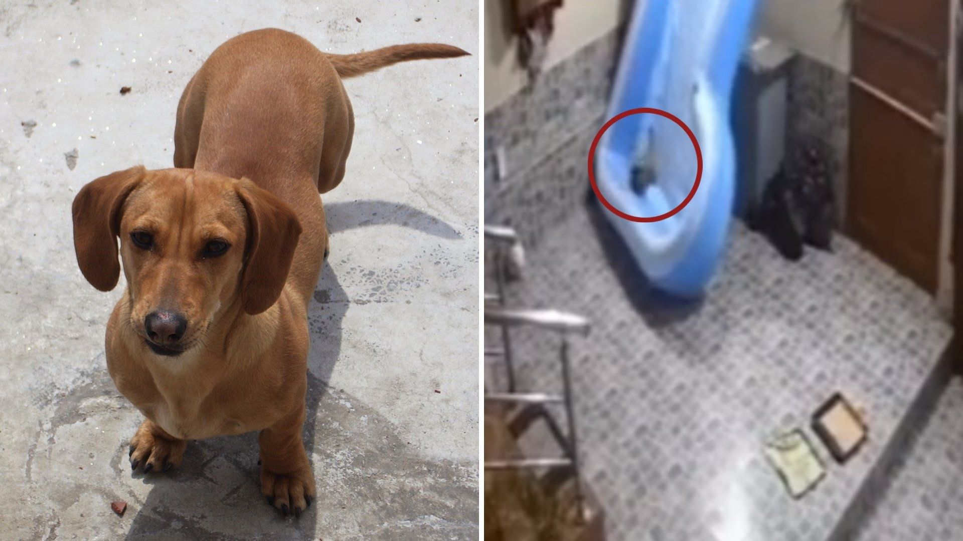  Perro Salchicha Se Salva de Morir Gracias a una Alberca Inflable