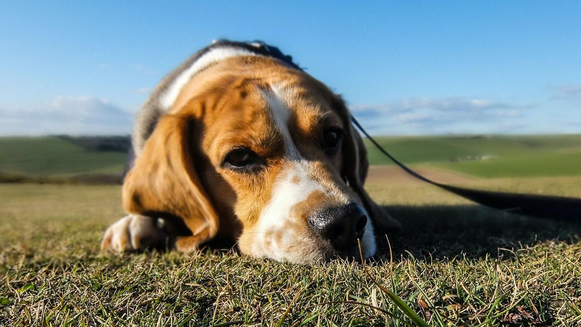 Crean perros beagle autistas para avanzar en el estudio del trastorno