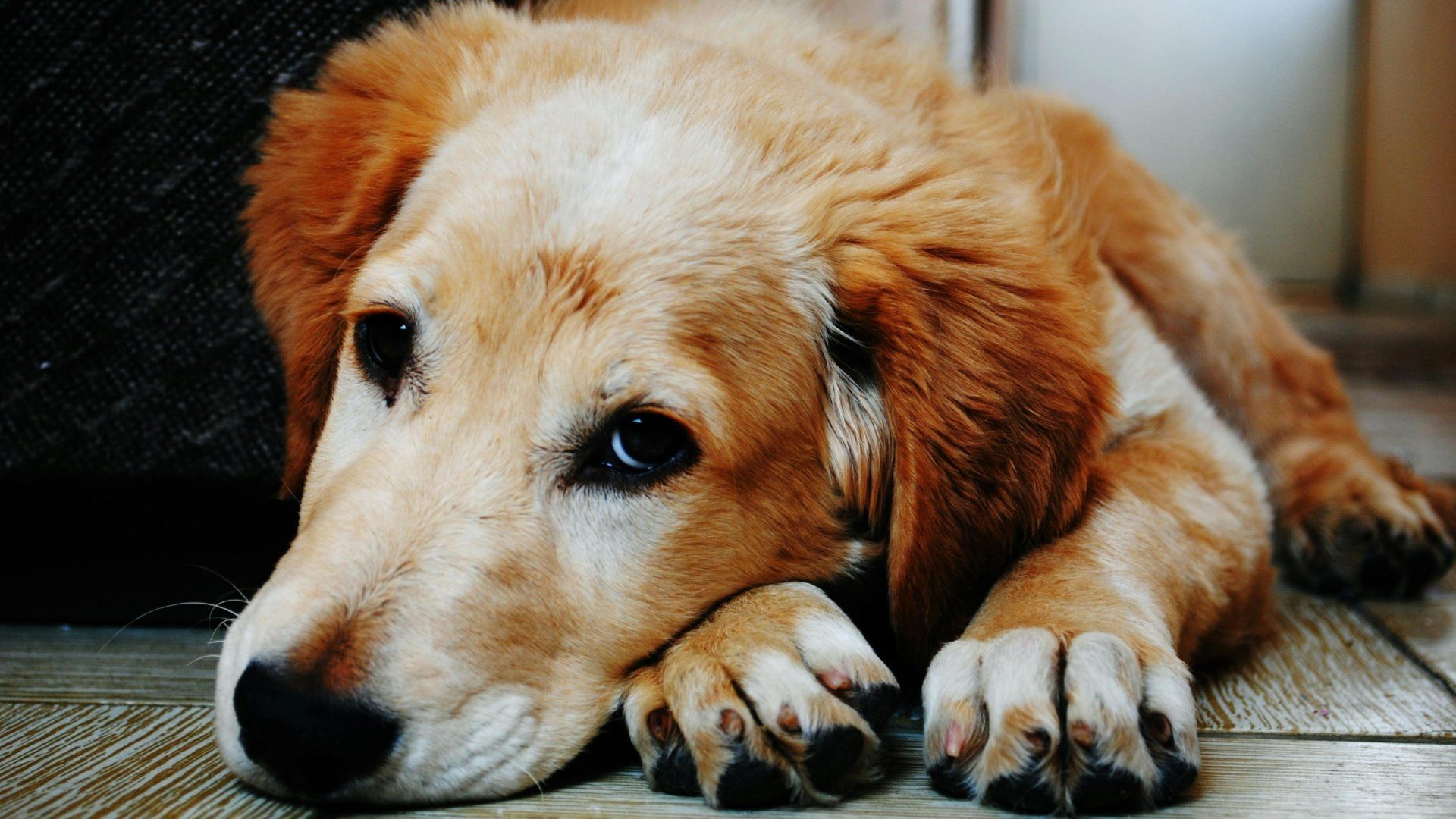 En EUA, Cientos de Perros Sufren Una Rara Enfermedad ¿Cuáles son los Síntomas?