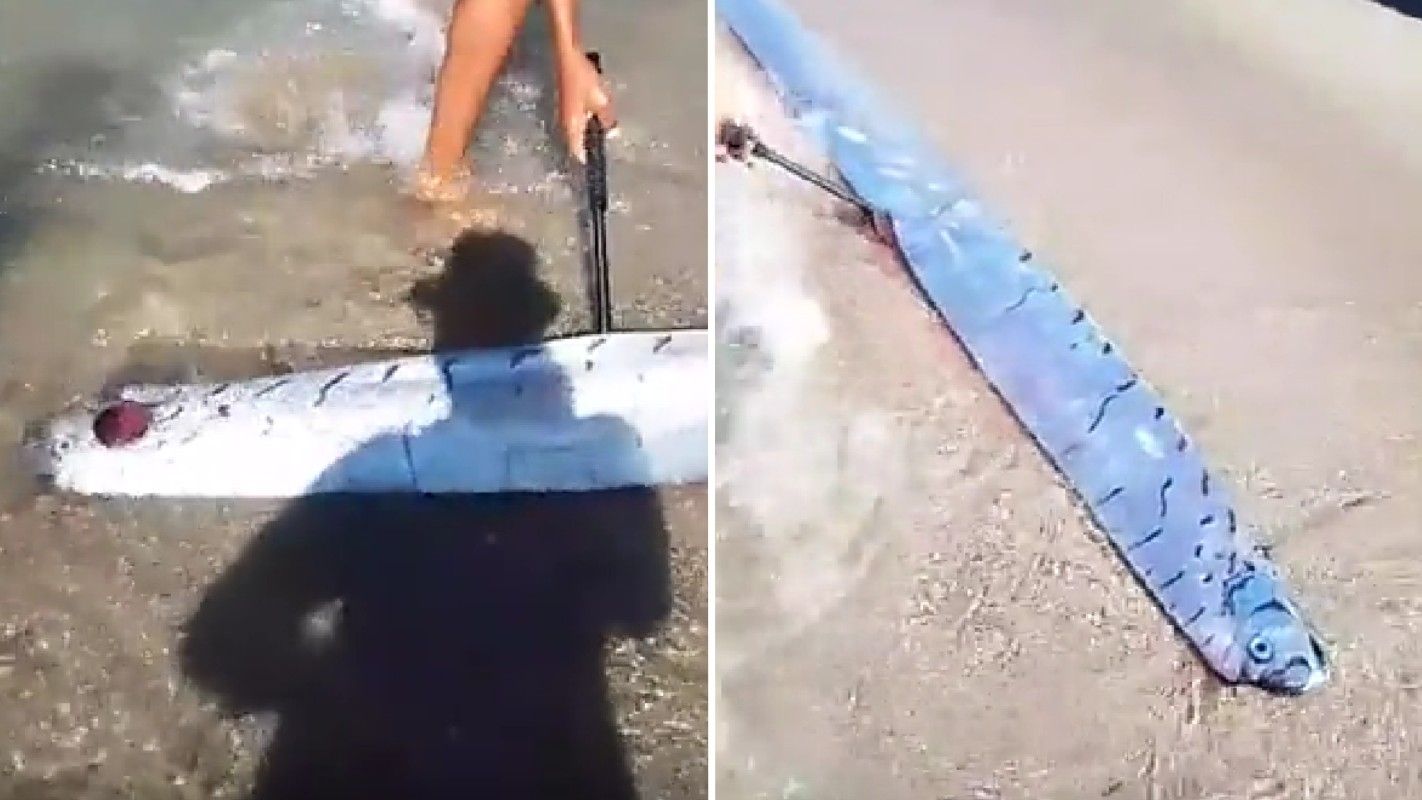 Un pez remo apareció en una playa en República Dominicana; personas se preguntan si esto es un presagio de un temblor