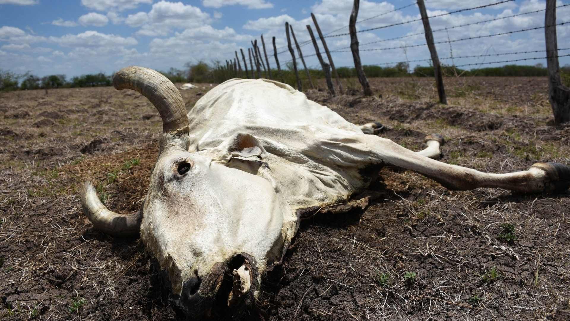 México Padece de Sequía: Estos son los 15 Estados Más Afectados por Escasez de Agua