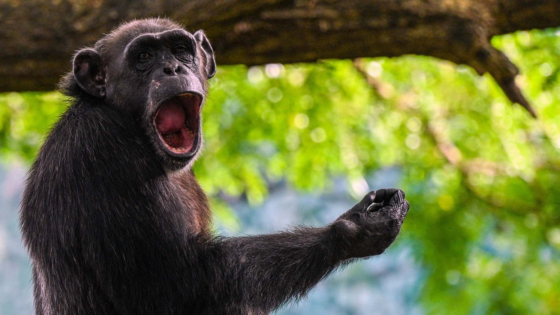 Chimpancé en refugio de Sri Lanka