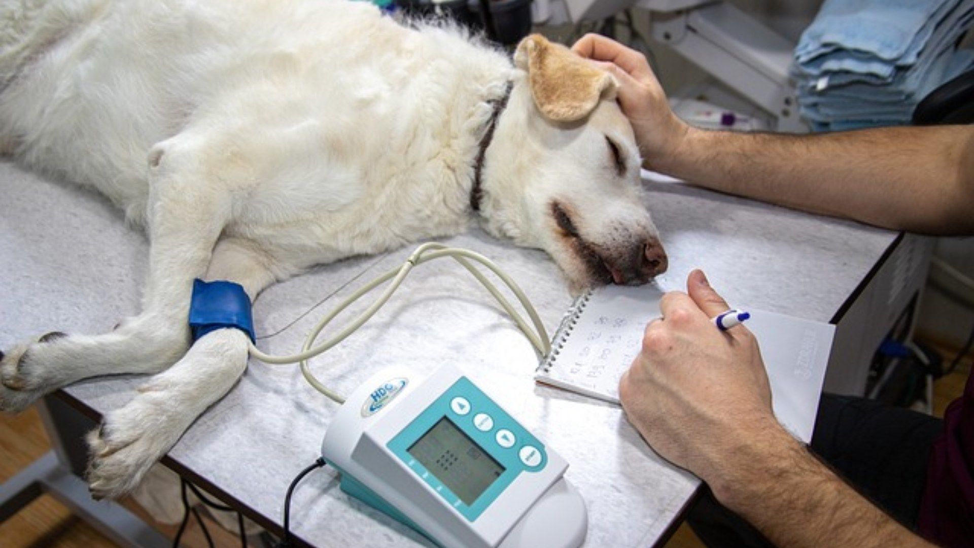 Senadores impulsan clínicas veterinarias públicas 